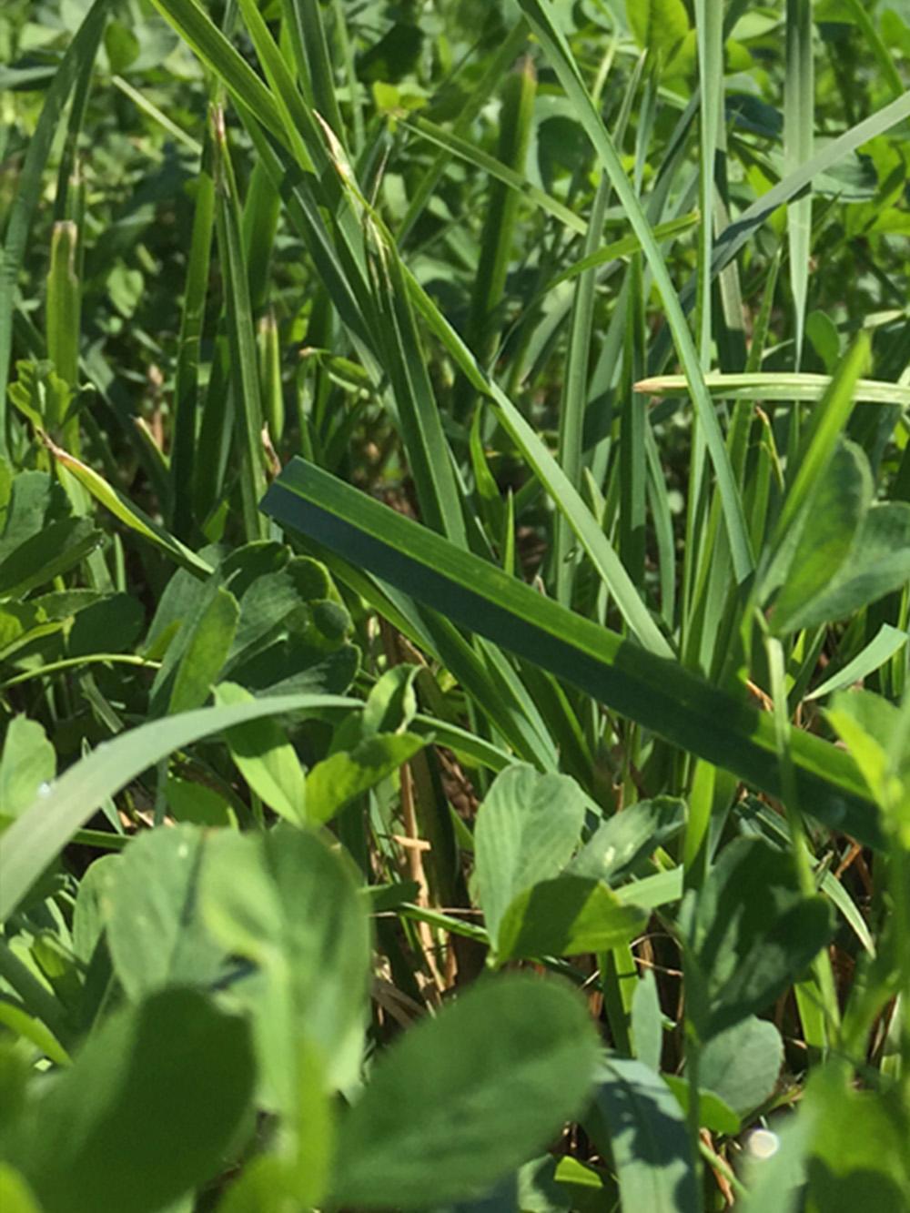 FM 118 Alfalfa Mix